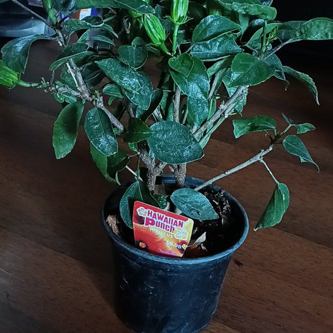 Photo of the plant species Hibiscus paramutabilis by @IdolMarshviolet named Beyonce on Greg, the plant care app
