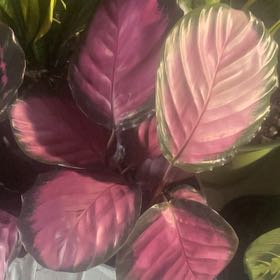 Photo of the plant species Calathea Rosy by @SlickLunacroton named Forrest on Greg, the plant care app