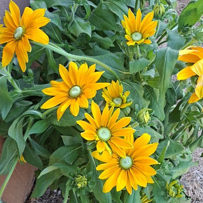 Photo of the plant species Smooth Oxeye by @CoherentPurei23 named Apollo on Greg, the plant care app