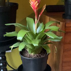 Photo of the plant species Bromeliad Vriesea by @Marieke named Blaze on Greg, the plant care app
