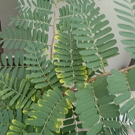 Photo of the plant species Colorado Riverhemp by @BabyLovelygreen named Michelle Branch on Greg, the plant care app