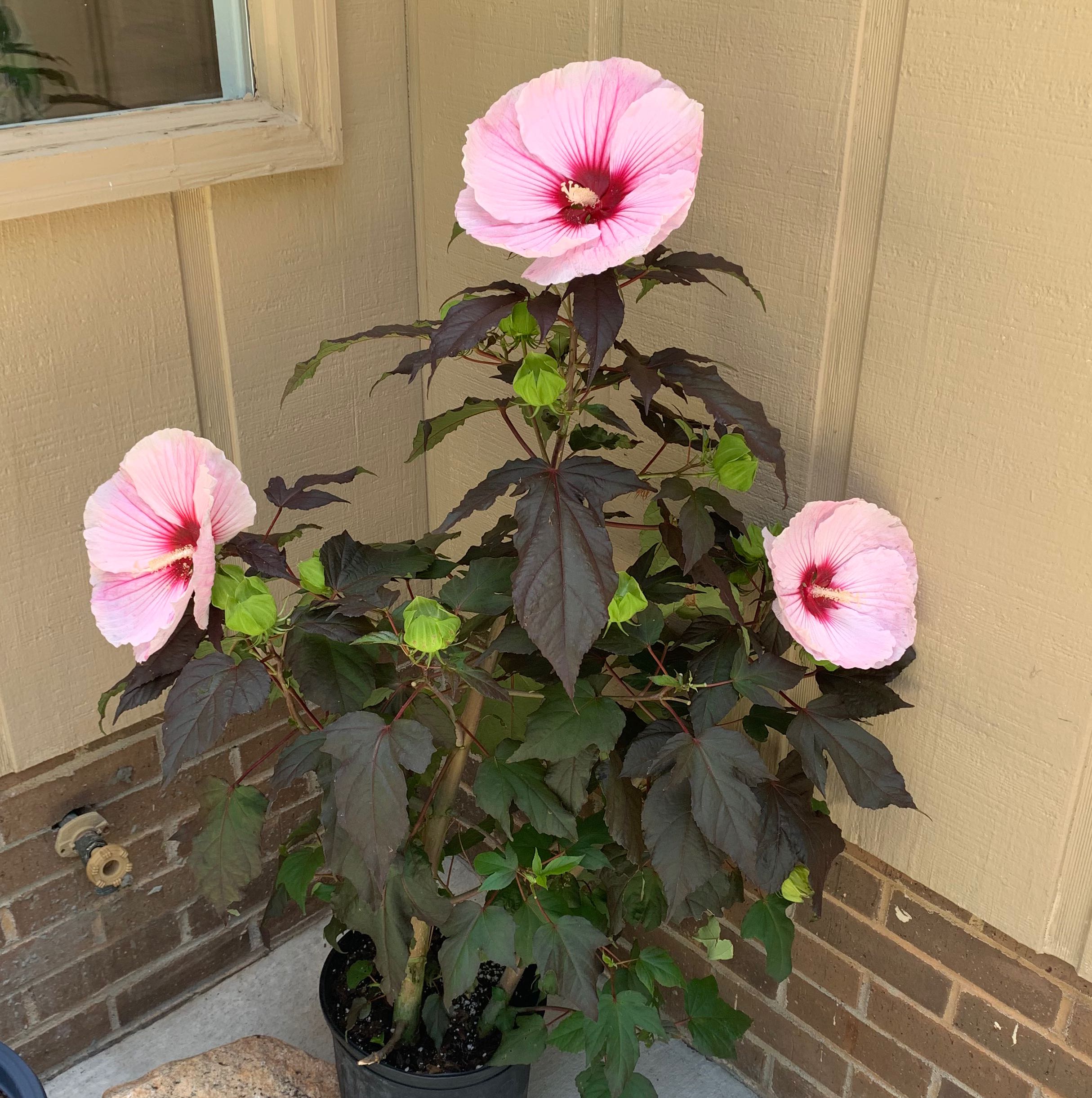 Crimsoneyed Rosemallow plant with three pink flowers in a pot against a wall.