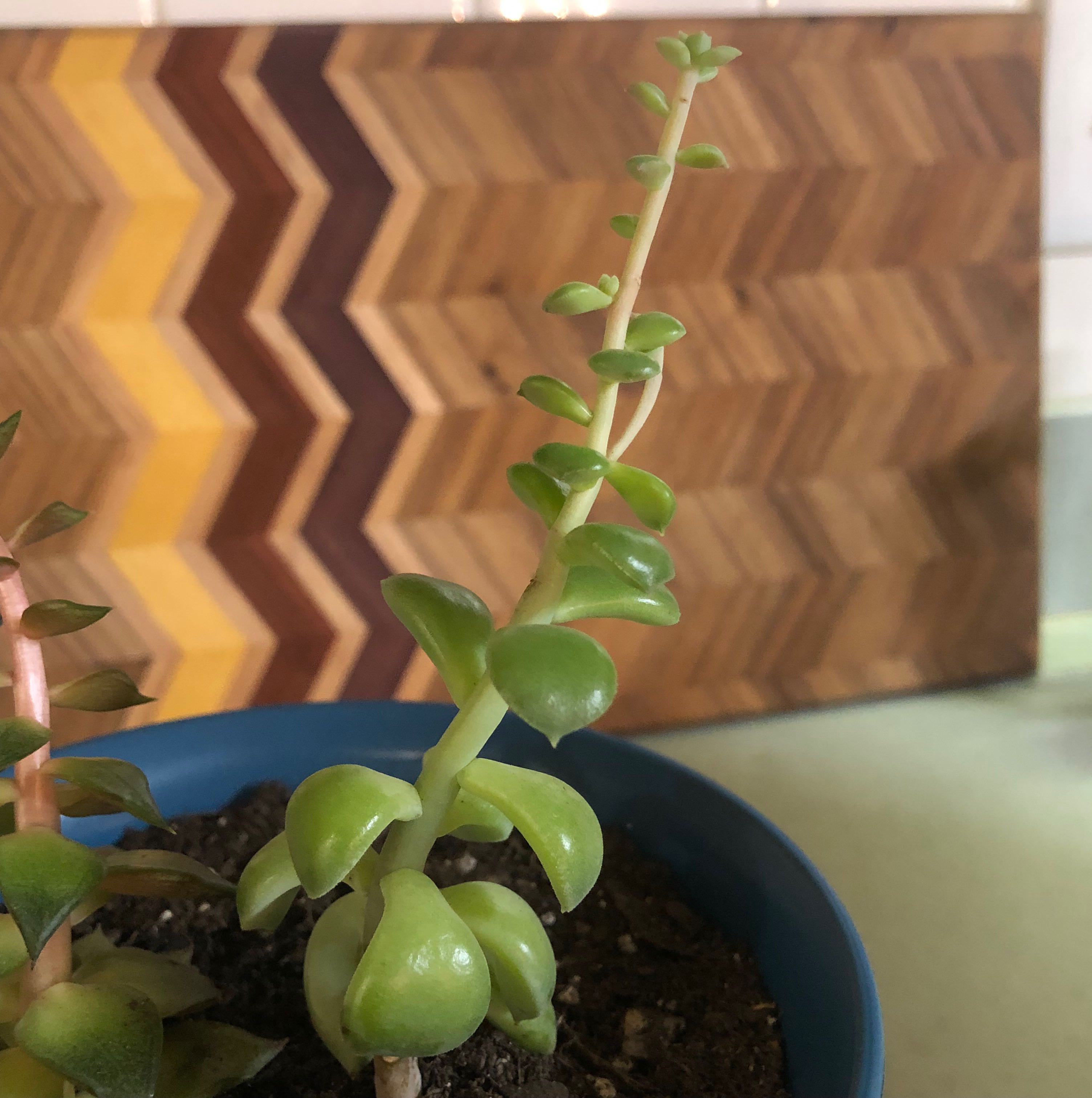 Crassula cotyledonis plant in a blue pot with green leaves and a wooden pattern background.