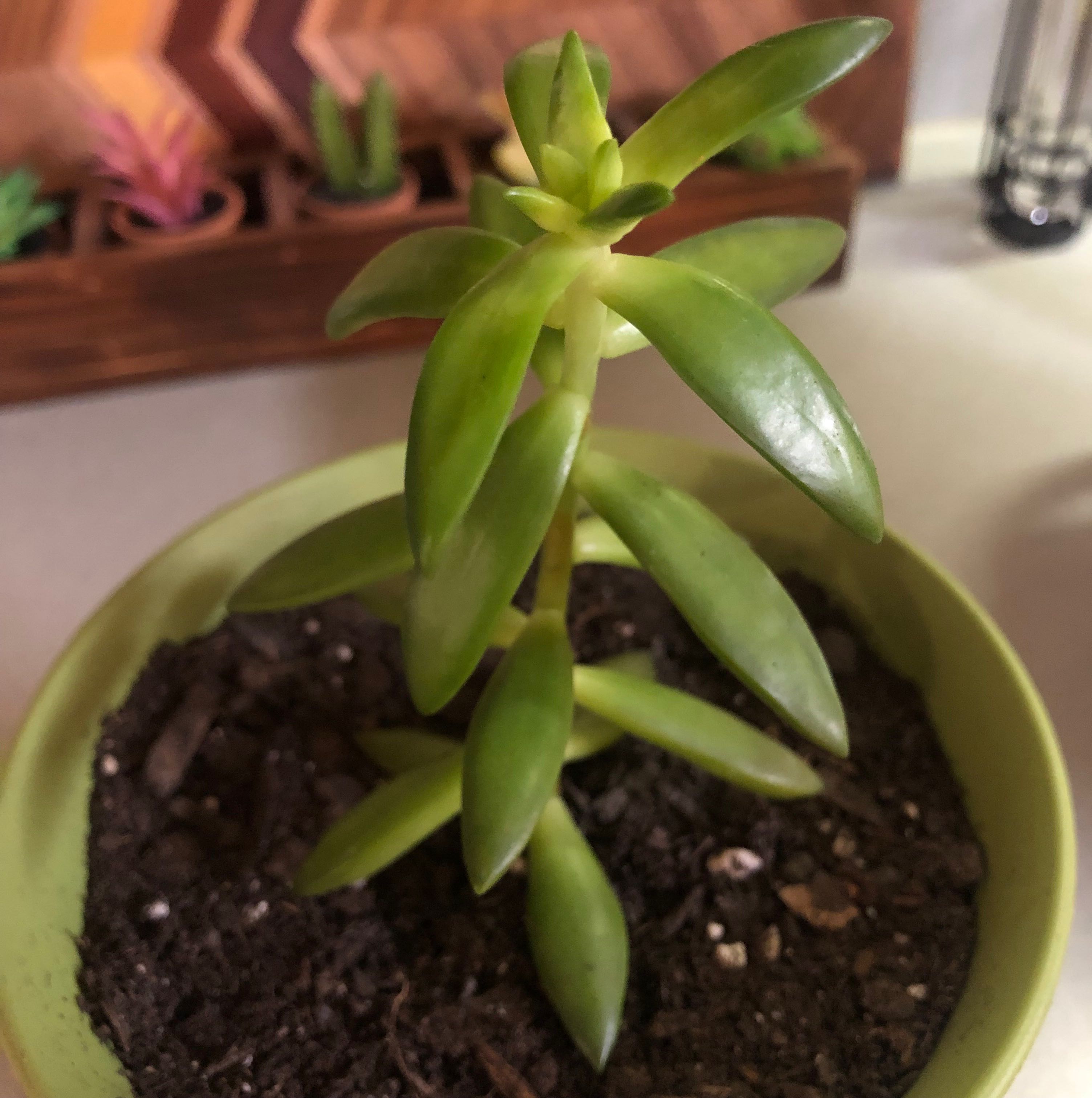 Tree Stonecrop plant in a small pot with visible soil, surrounded by other plants and decorative items.