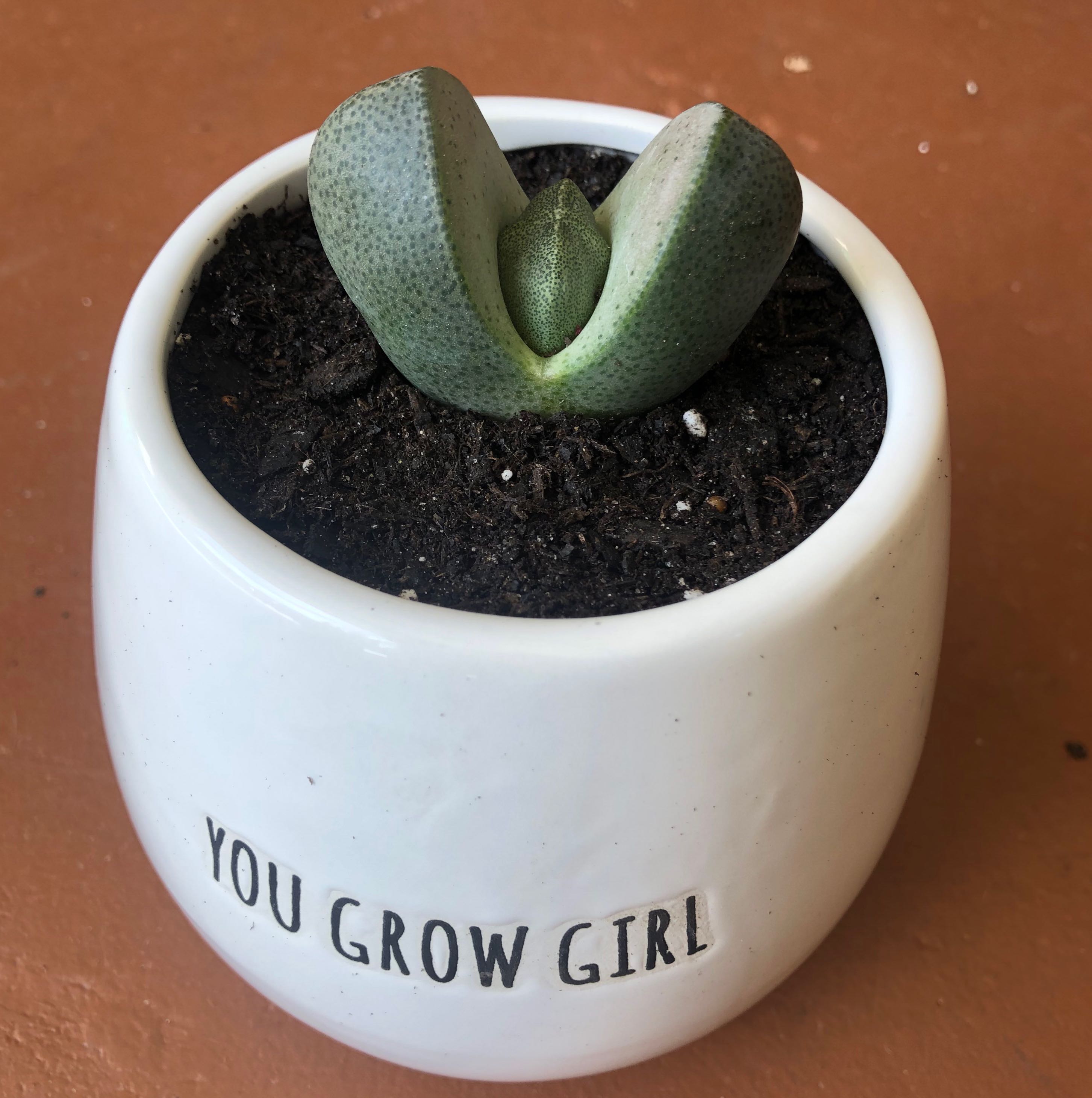 Bishop's Cap Cactus in a white pot with 'YOU GROW GIRL' text, healthy and well-framed.
