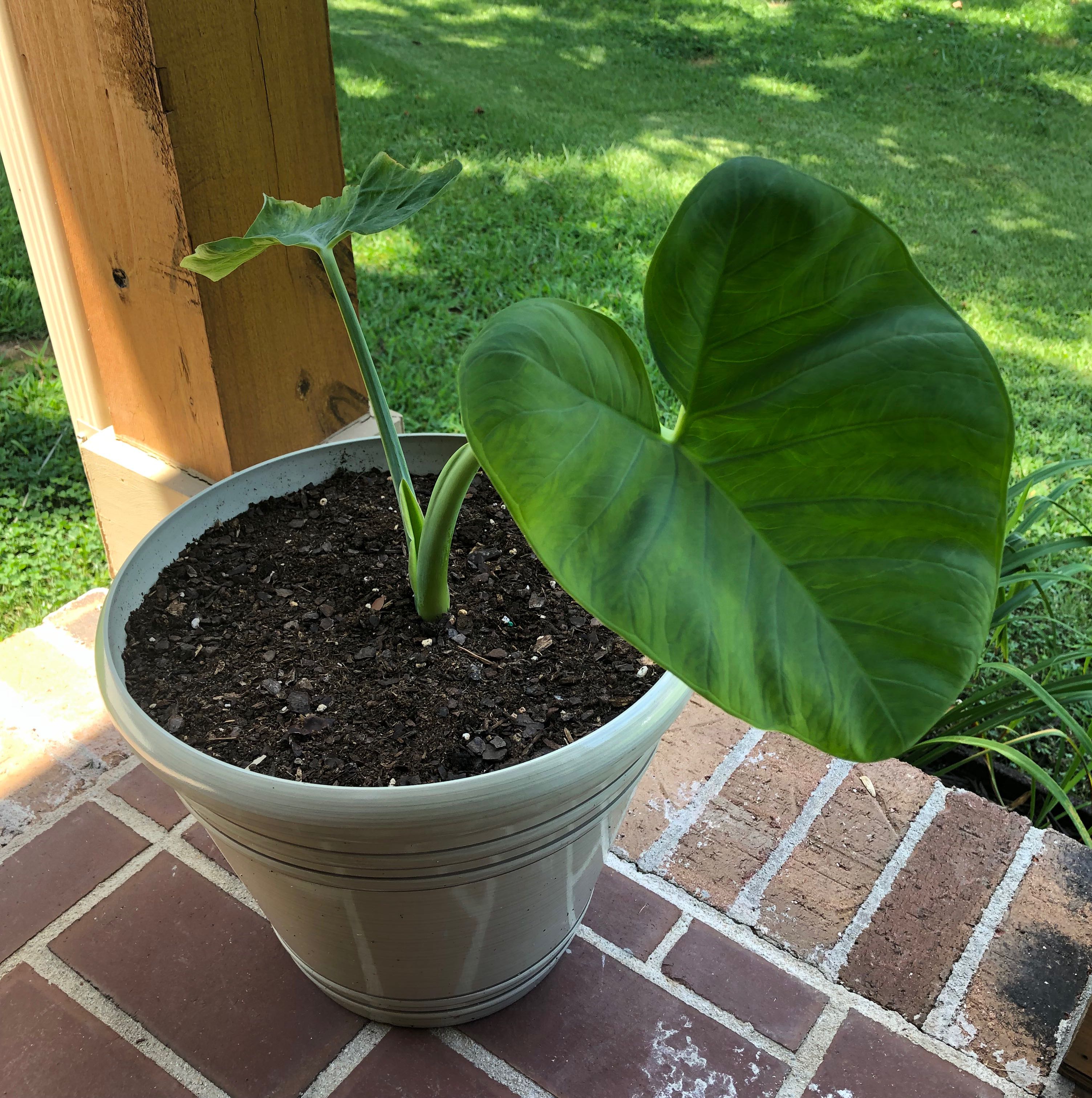 Potted Arrowleaf Elephant Ear plant with large, healthy green leaves.