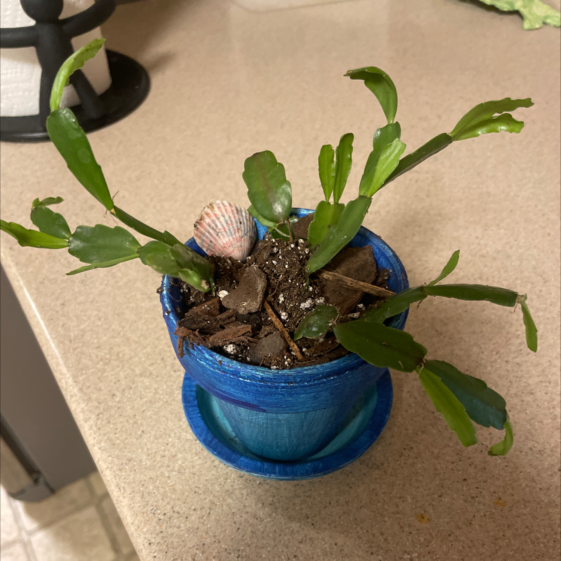 Photo of the plant species Christmas Cactus by @IWillNotKillPlants named Christmas on Greg, the plant care app