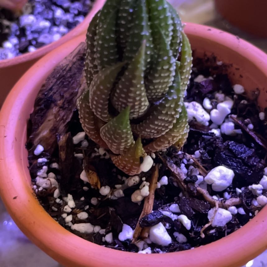 Photo of the plant species Haworthia coarctata f. conspicua by @NewDeerfootfern named Eva on Greg, the plant care app