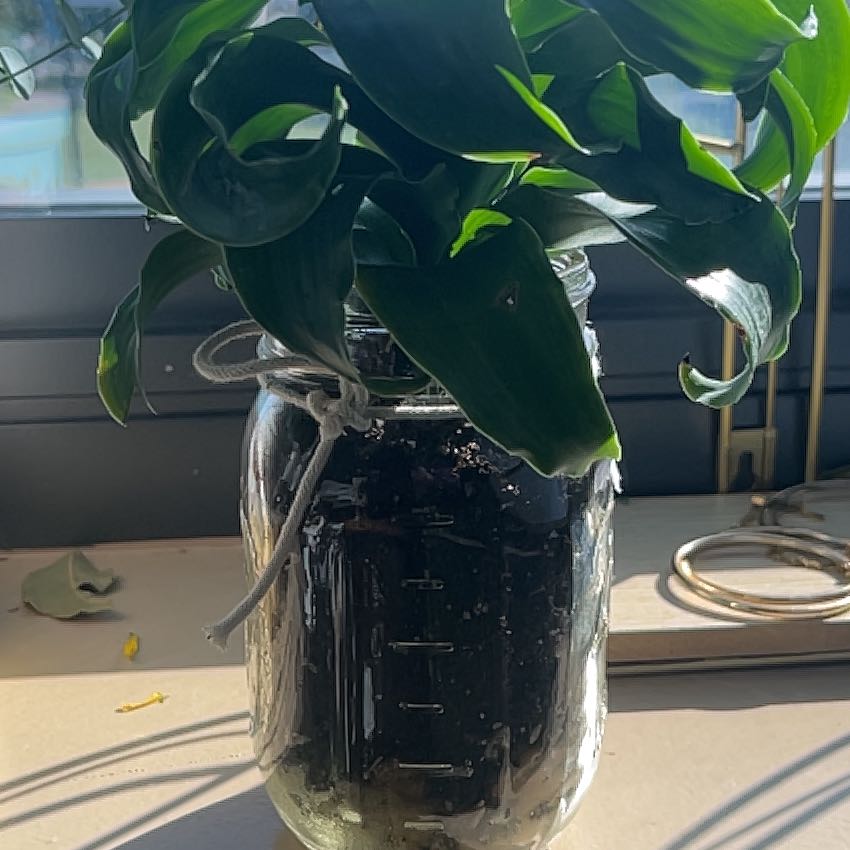 Photo of the plant species Tornado Plant by @HotPotMom named Porsha on Greg, the plant care app