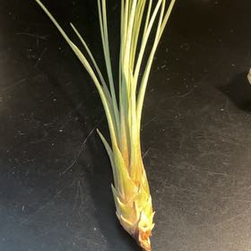 Photo of the plant species Air Plant by @HotPotMom named Osmo Stevin Michele on Greg, the plant care app