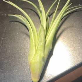 Photo of the plant species Tillandsia albida by @HotPotMom named Darwin Stevin Michele on Greg, the plant care app