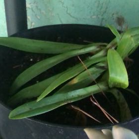 Photo of the plant species Asiatic Lily by @WiseSourwood named Tolkien on Greg, the plant care app