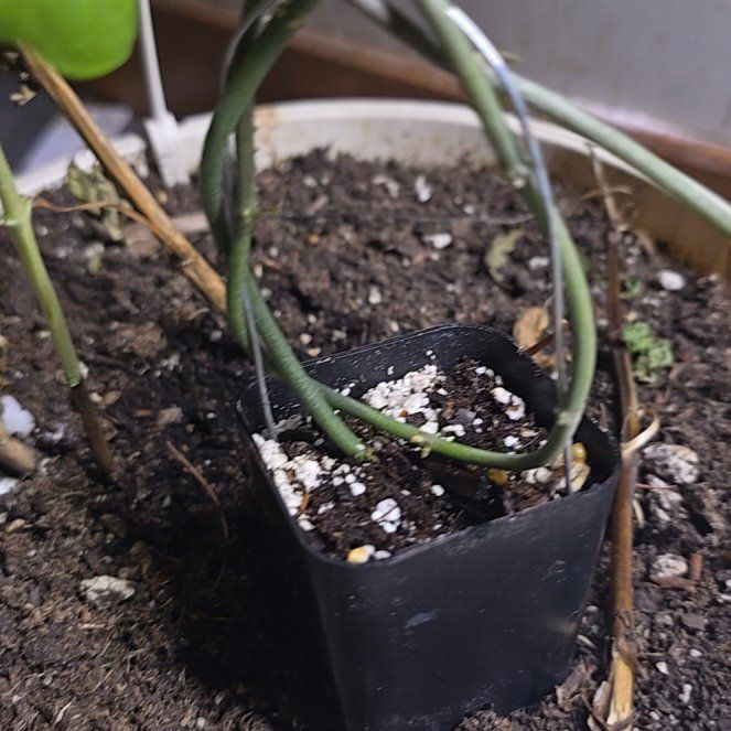 Photo of the plant species Bushman's Pipe by @BigWaterlettuce named Robert Plant on Greg, the plant care app