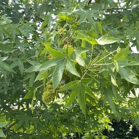 Photo of the plant species American Sweetgum by @PureCrabapple named Willow on Greg, the plant care app