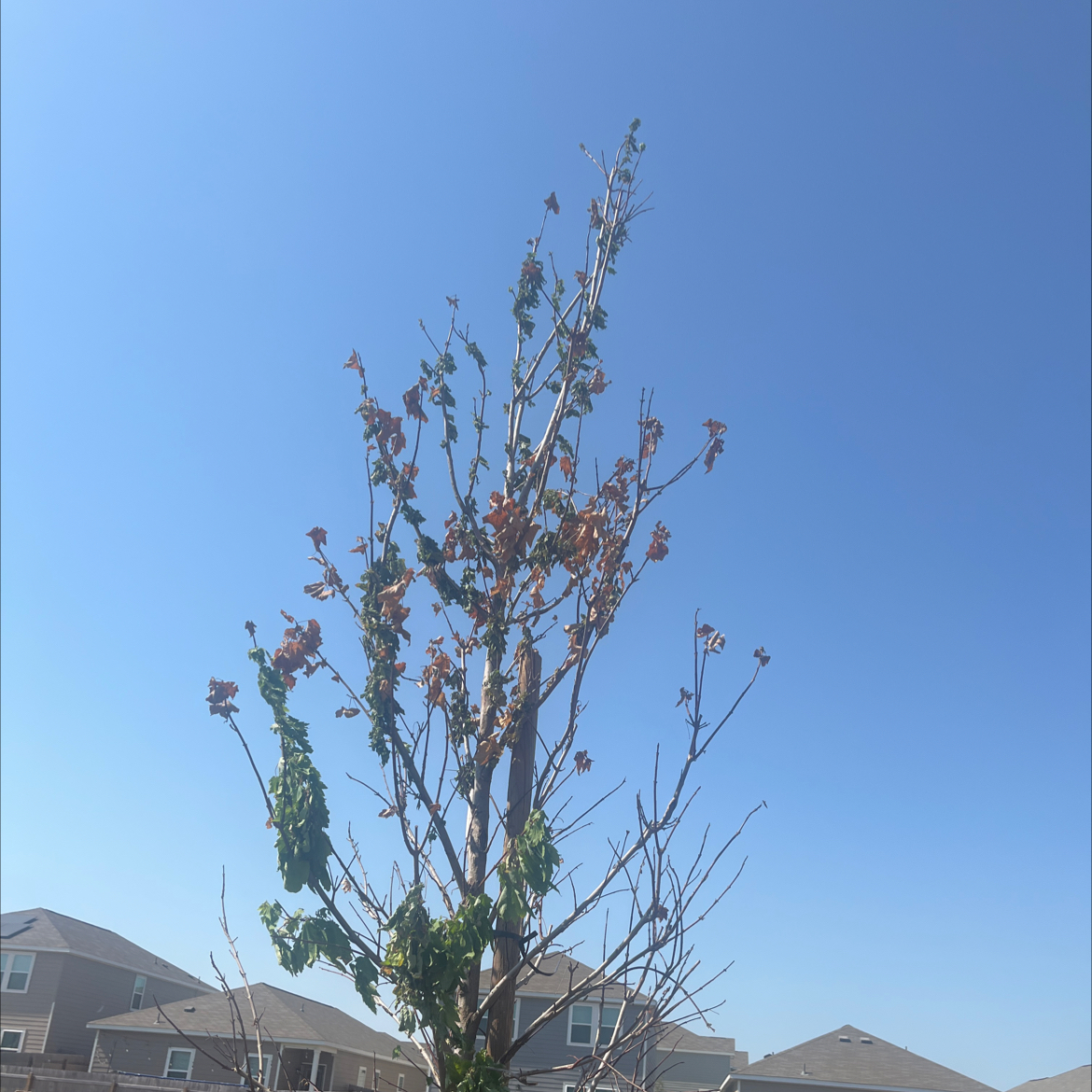 Photo of the plant species Summer Red Maple by @DaintyLancefern named Gregarious on Greg, the plant care app