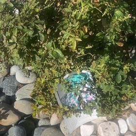 Photo of the plant species Peach Drift Rose by @DaintyLancefern named Dolores on Greg, the plant care app