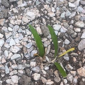 Photo of the plant species Lily of the Nile by @DaintyLancefern named Naomi on Greg, the plant care app
