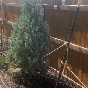 Photo of the plant species Wichita Blue Juniper by @DaintyLancefern named Morgan Treeman on Greg, the plant care app