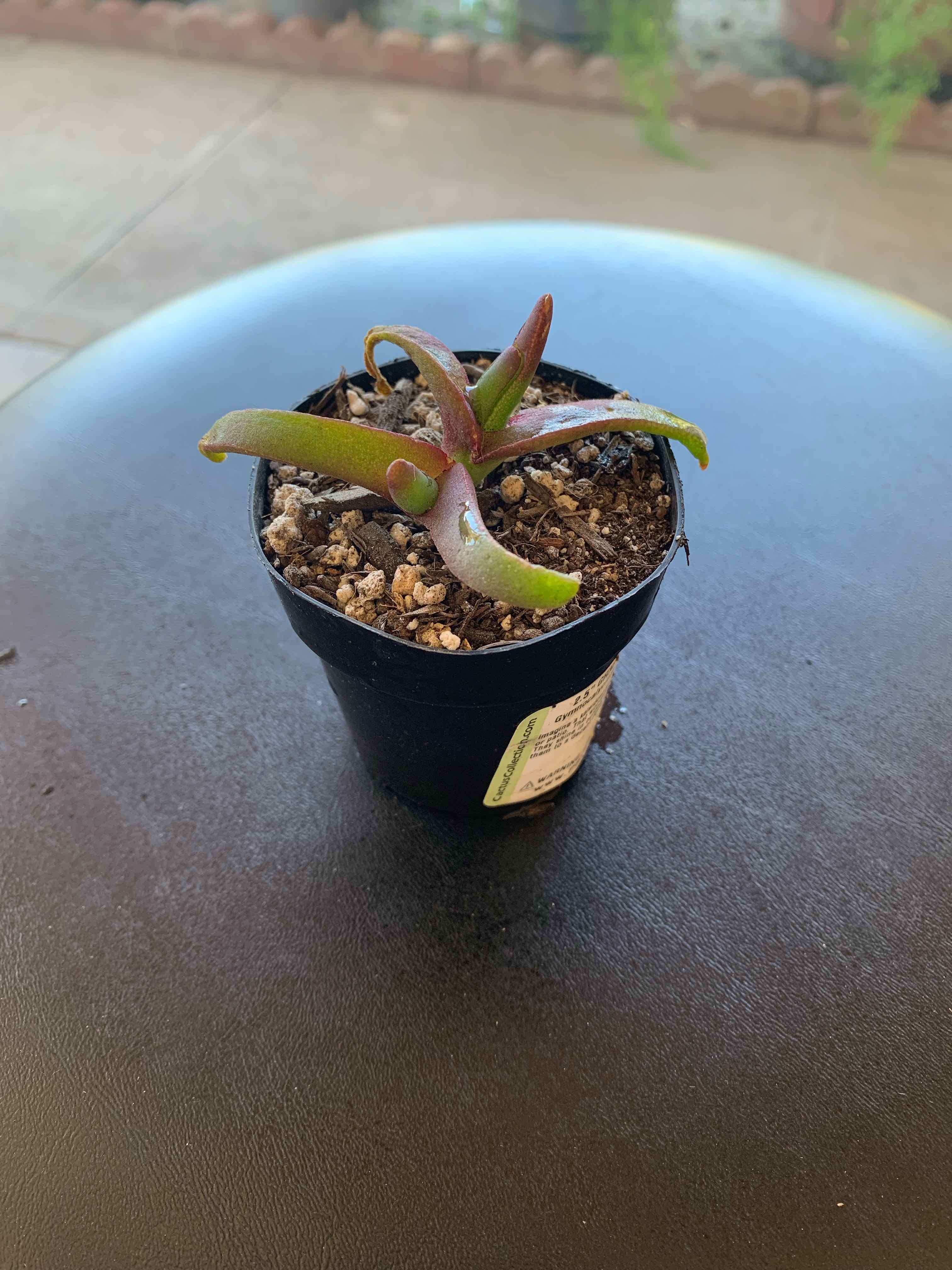 A small potted Hottentot Fig plant on a table, with visible soil.