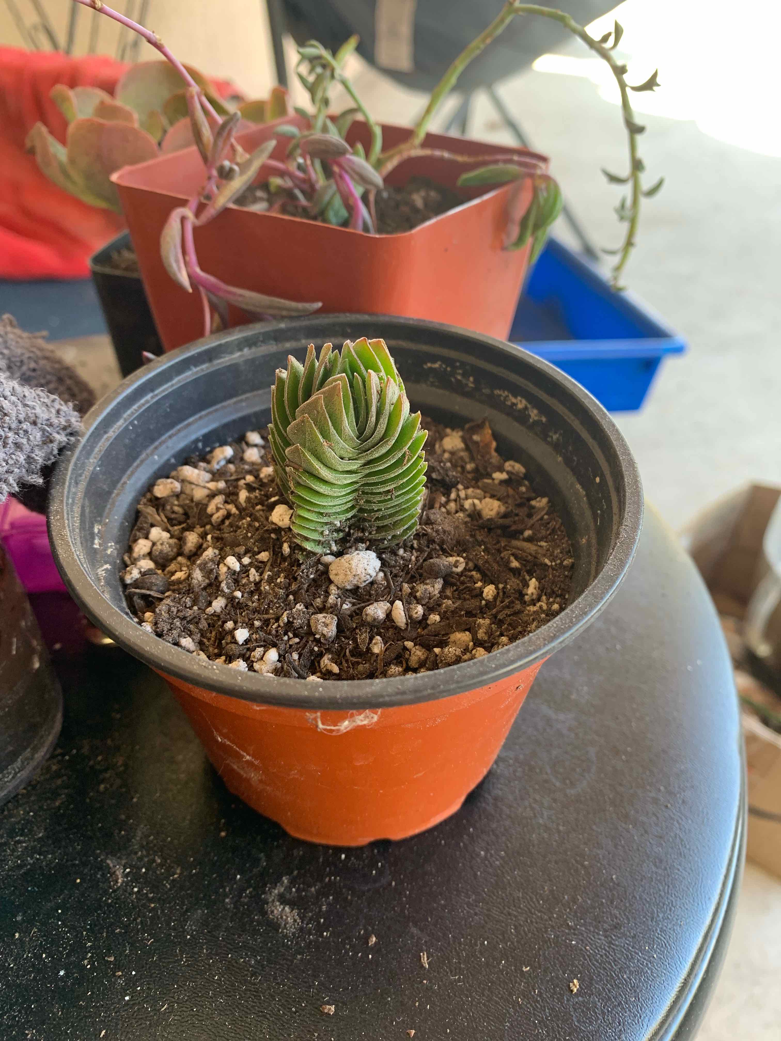 Pagoda Mini Jade plant in a pot with visible soil, appears healthy.
