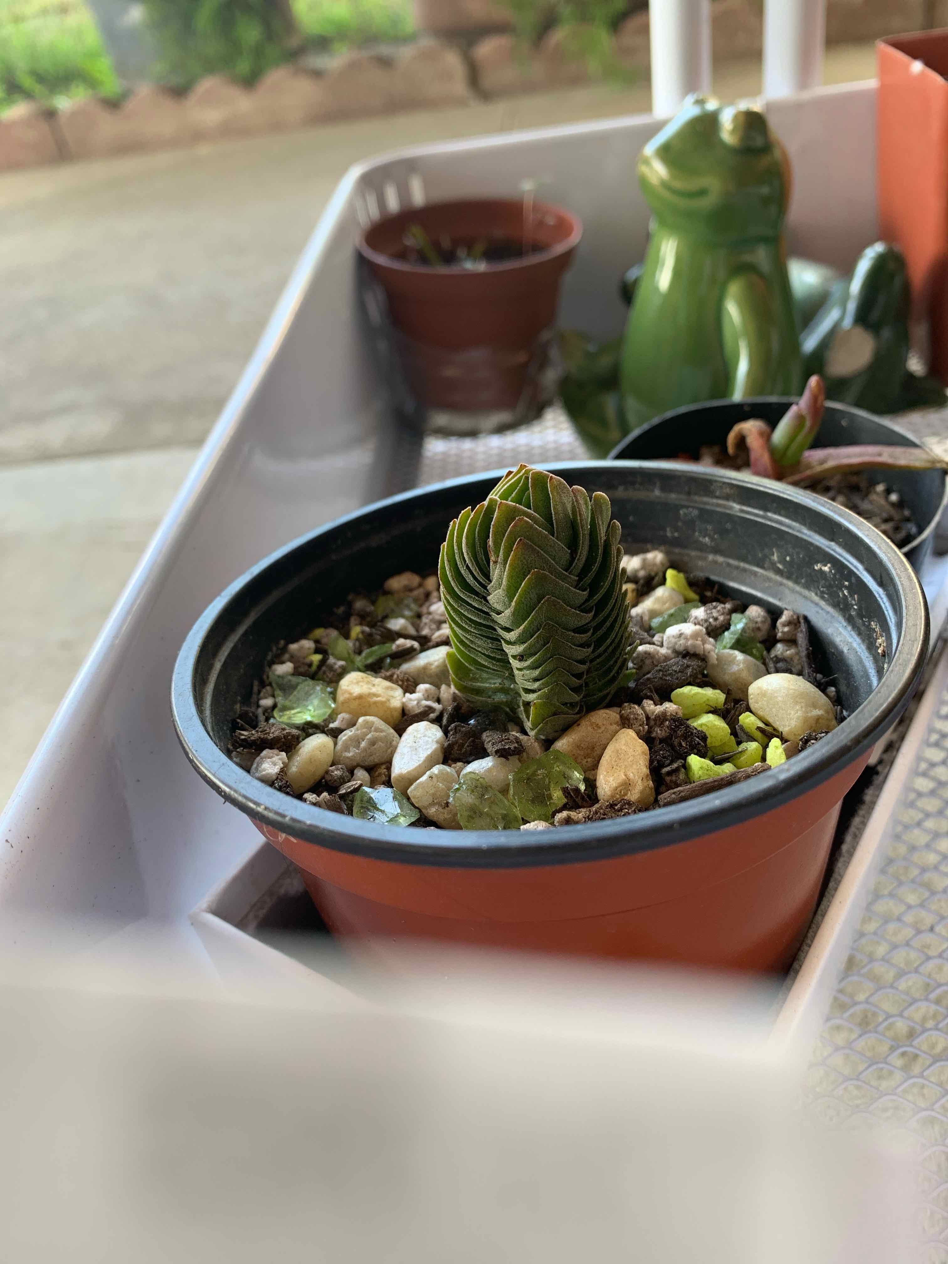 Pagoda Mini Jade plant in a pot with well-draining soil and decorative stones.