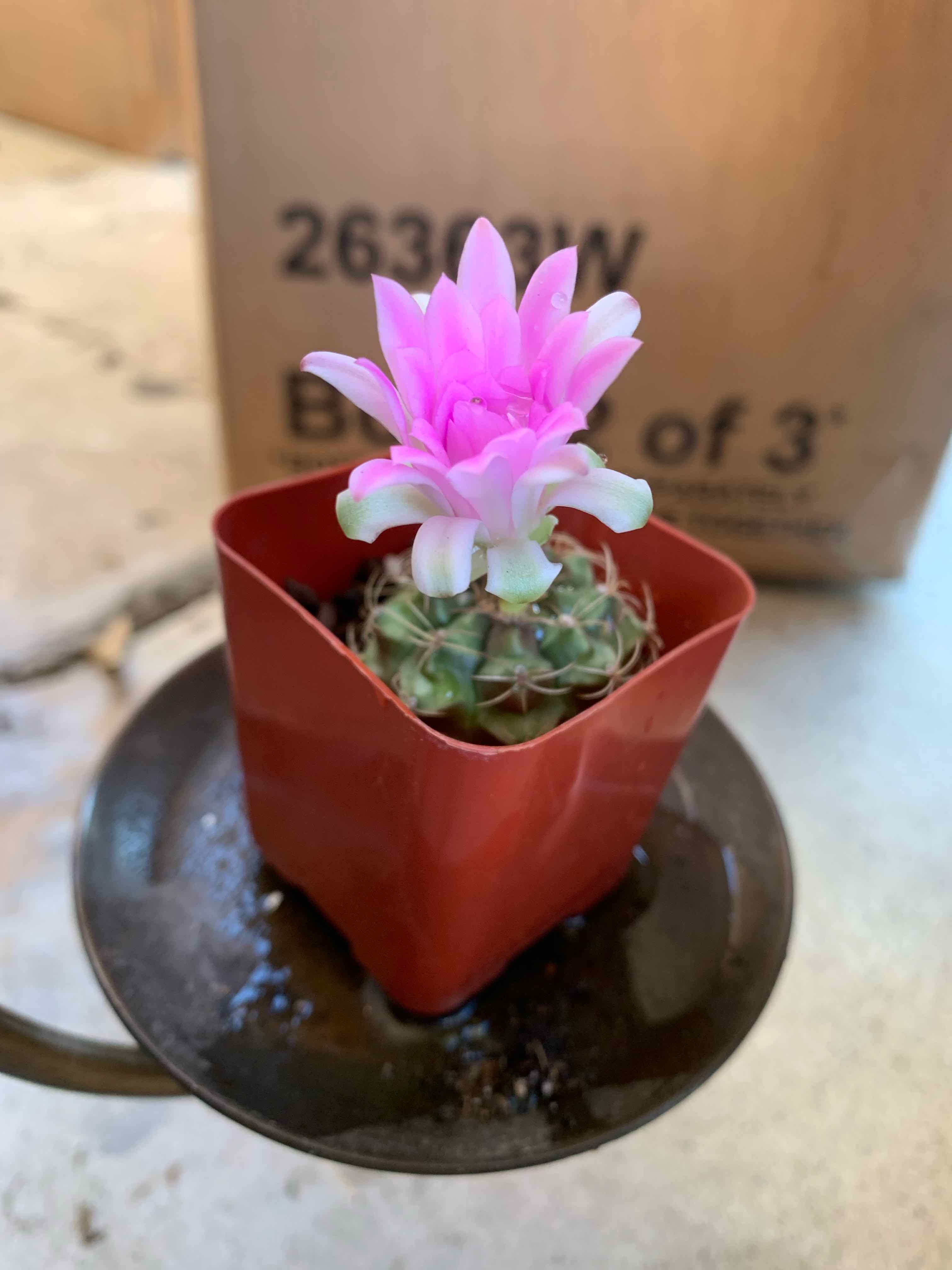 A healthy Glory of Texas cactus in a red pot with a blooming pink flower.