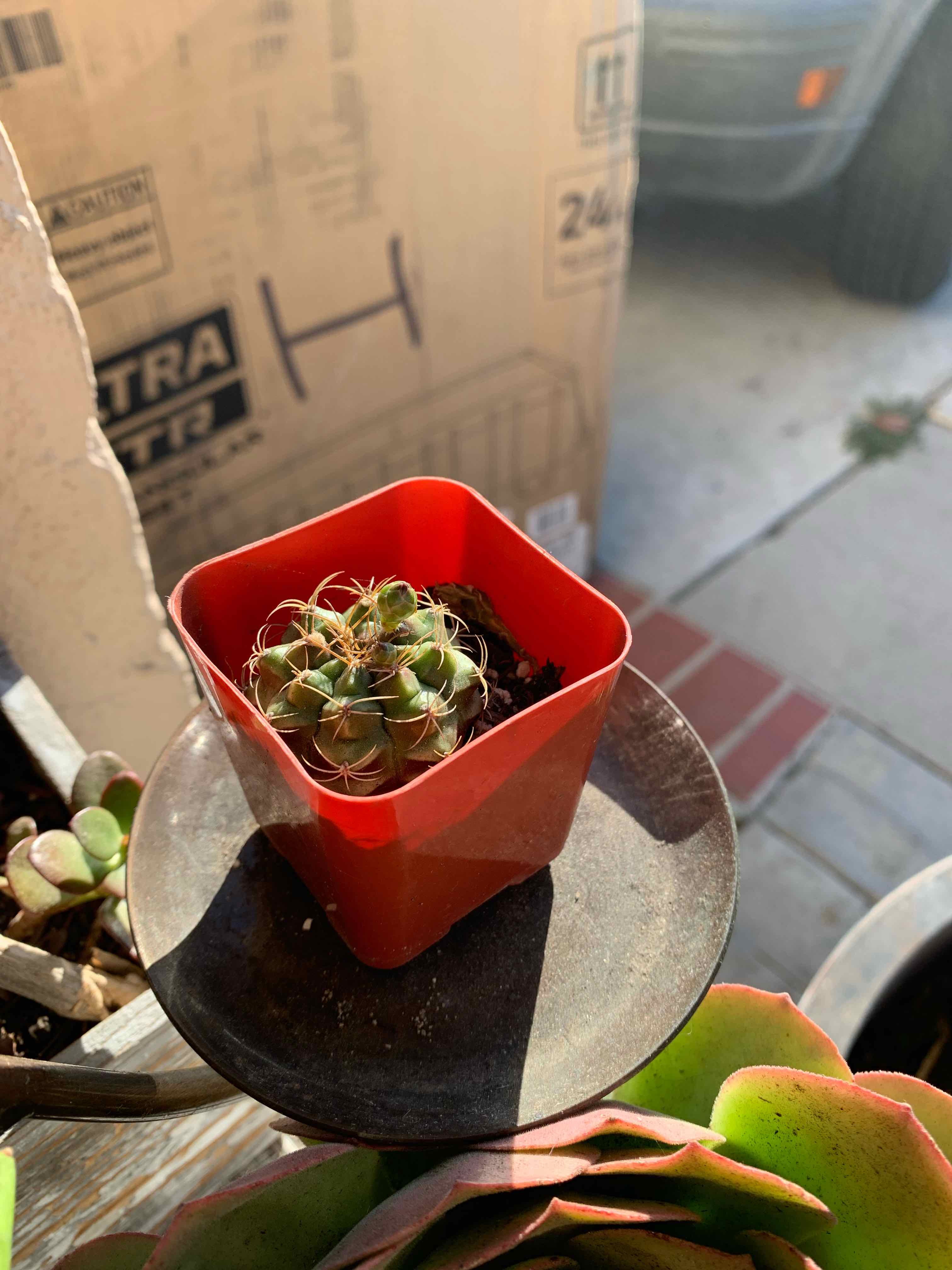 Small cactus plant in a red pot with visible soil, healthy appearance, indoor setting.