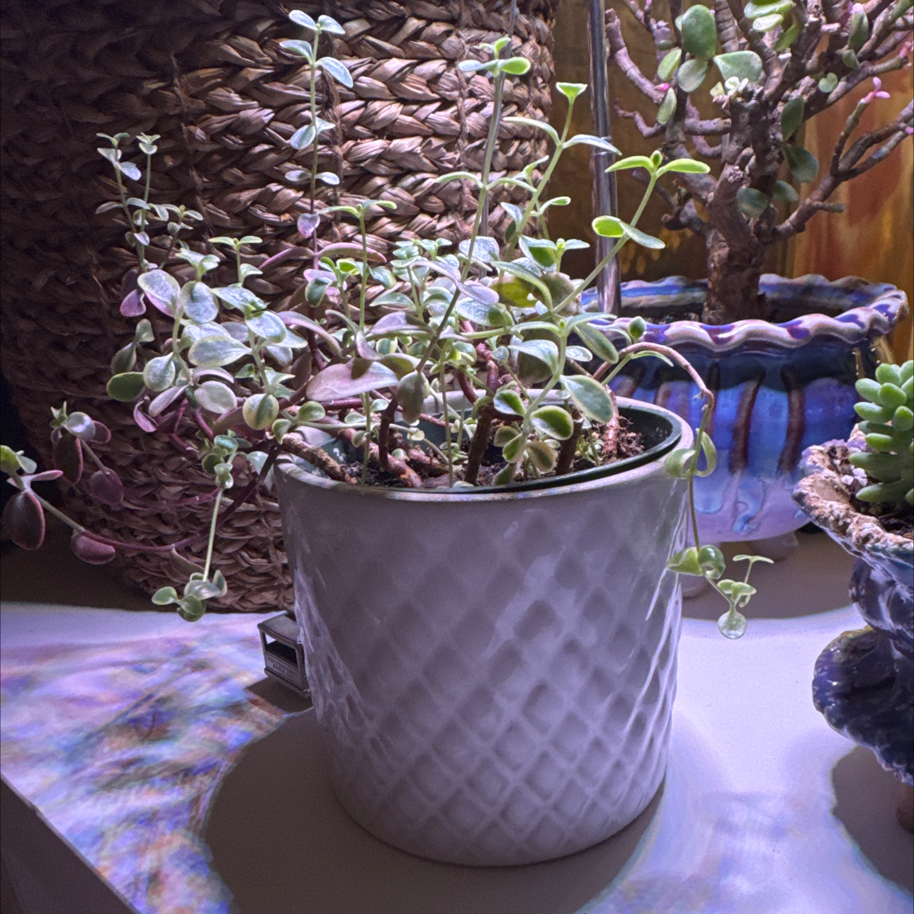 Photo of the plant species Sedum Sunsparkler 'WildFire' by @BigCompactbrome named Bodhi on Greg, the plant care app