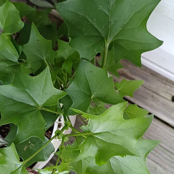 Photo of the plant species Cape Ivy by @UpbeatBigmuhly named Beyonce on Greg, the plant care app
