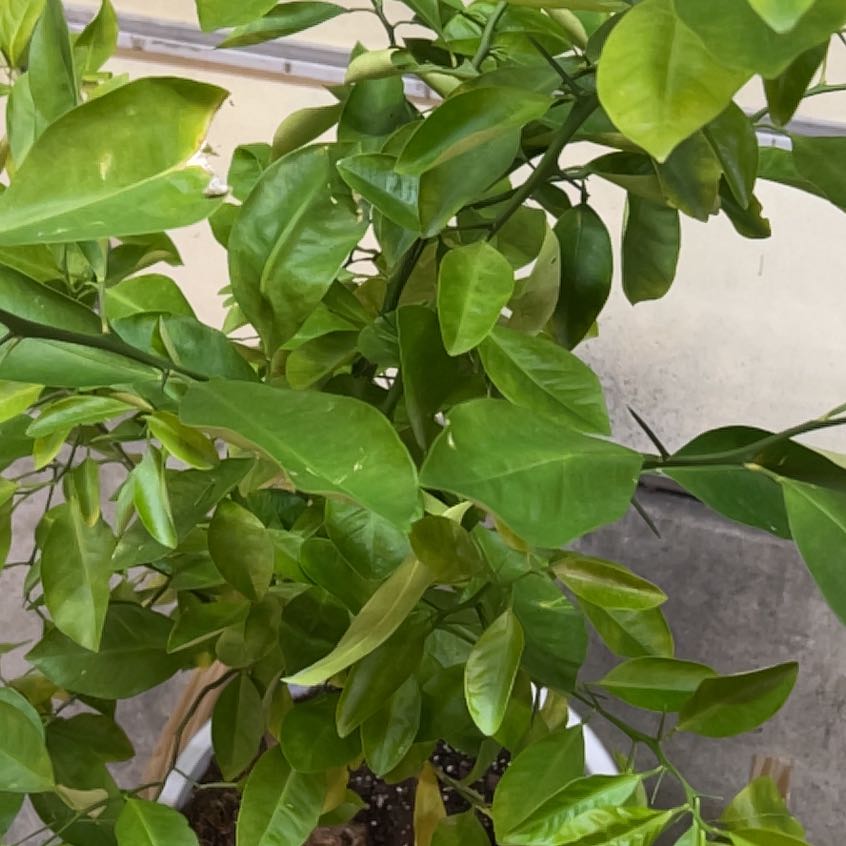 Photo of the plant species Calamondin kumquat by @MaestroBushhoya named Yinzer on Greg, the plant care app