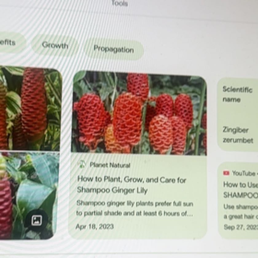 Photo of the plant species Beehive Ginger by @IconElkhornfern named Shampoo ginger on Greg, the plant care app