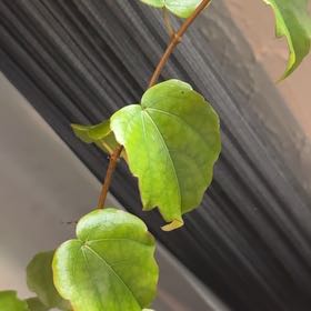 Photo of the plant species Japanese Ivy by @ZarfCornspurrey named Gates on Greg, the plant care app
