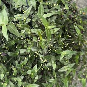 Photo of the plant species Dotted Bridalveil by @ZarfCornspurrey named Stella on Greg, the plant care app