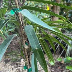 Photo of the plant species African Sumac by @ValidGoldthread named Sol on Greg, the plant care app