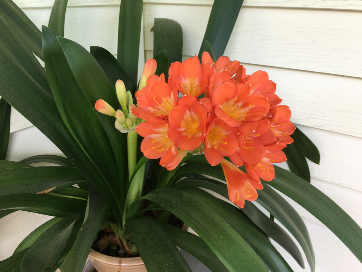 Photo of the plant species Clivia by @YardThaisunrise named Orwell on Greg, the plant care app