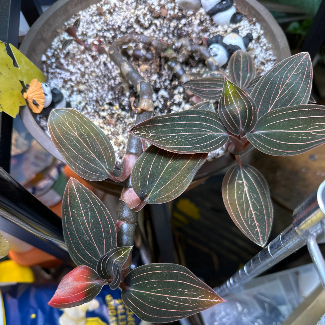 Photo of the plant species Black Velvet Jewel Orchid by @FitSuriana85 named Black beauty on Greg, the plant care app