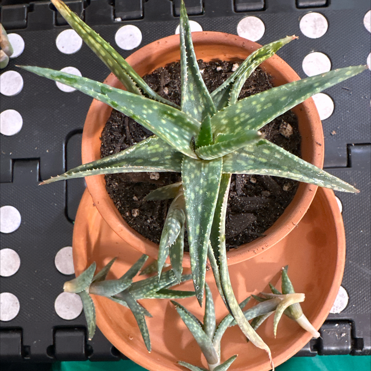 Photo of the plant species Aloe pictifolia by @FitSuriana85 named Remington on Greg, the plant care app