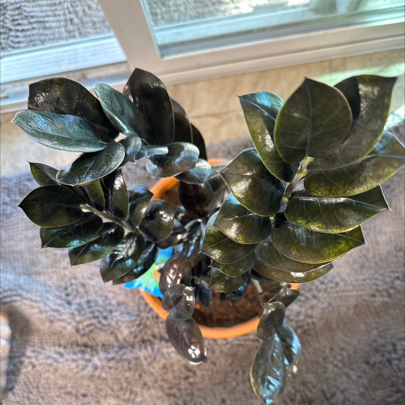 Photo of the plant species Nova Star ZZ Plant by @FitSuriana85 named Bodhi on Greg, the plant care app