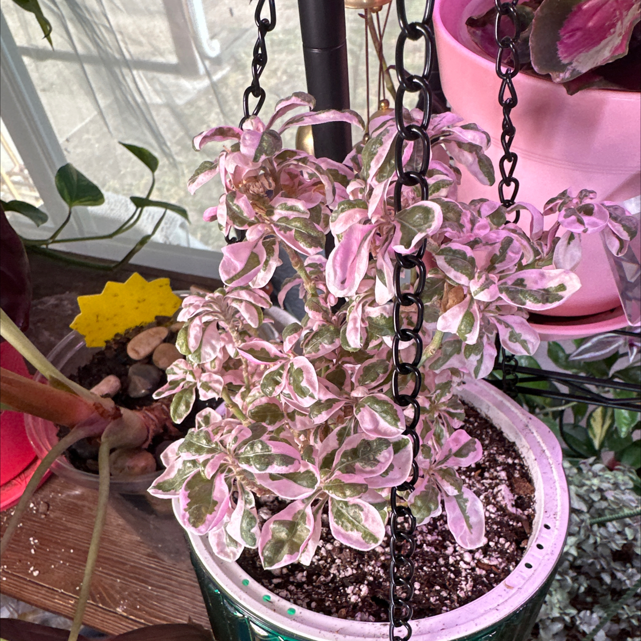 Photo of the plant species Waffle Plant 'Snow Queen' by @FitSuriana85 named Nemo on Greg, the plant care app