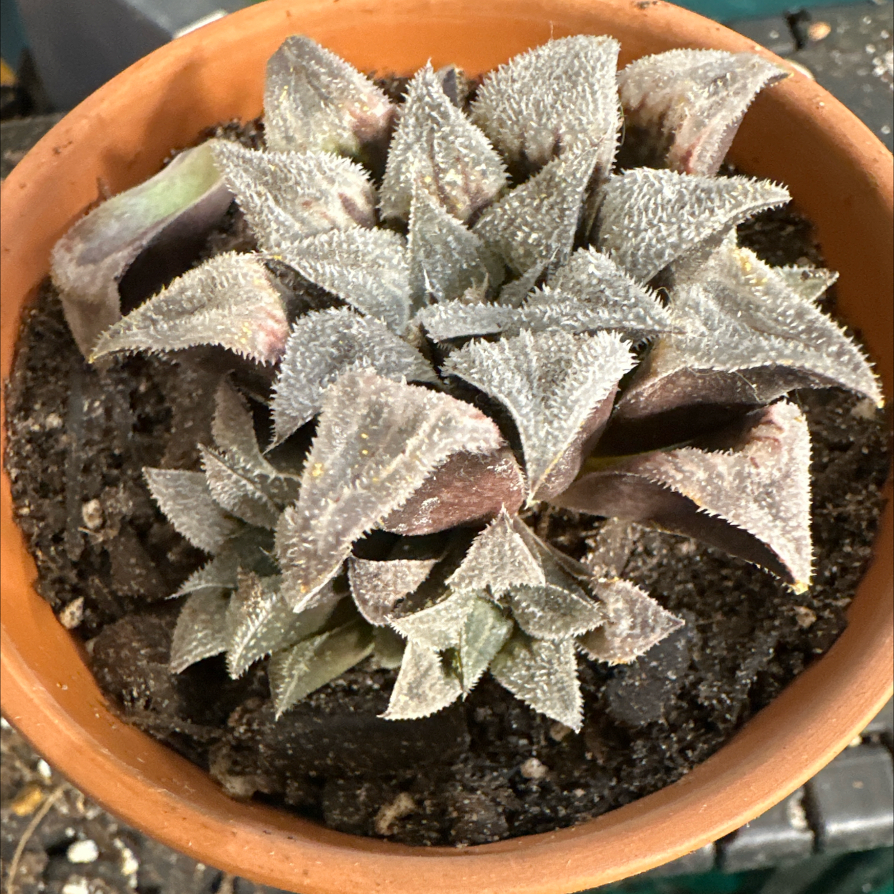 Photo of the plant species Haworthia emelyae by @FitSuriana85 named Harmony on Greg, the plant care app