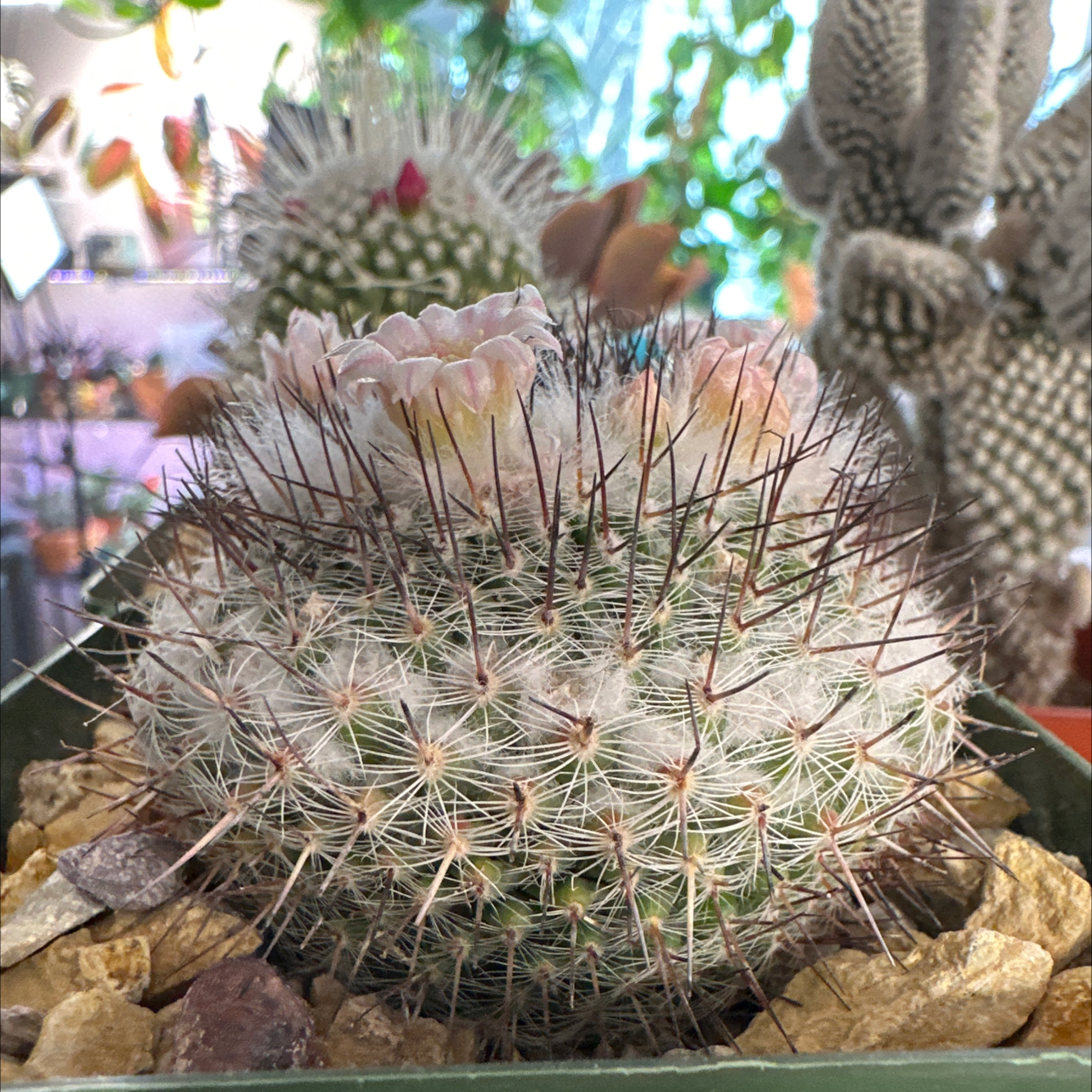 Photo of the plant species Mammillaria riteriana by @FitSuriana85 named Janie on Greg, the plant care app