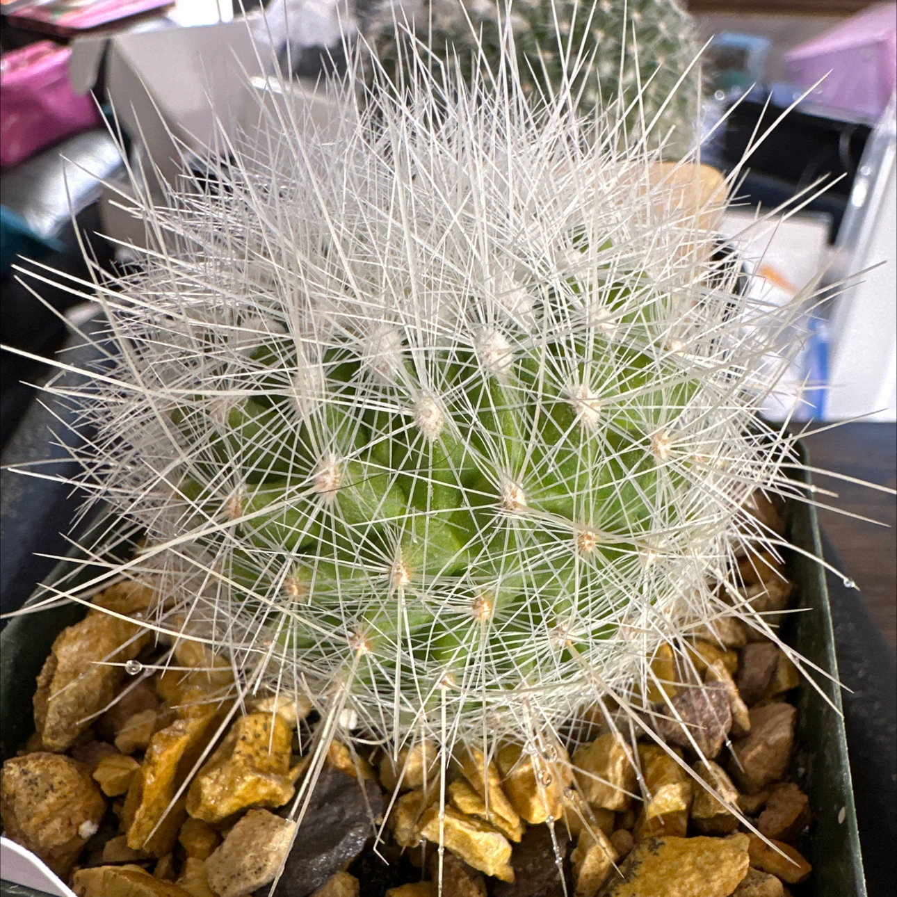 Photo of the plant species Thelocactus macdowellii 'Album' by @FitSuriana85 named Snowball on Greg, the plant care app