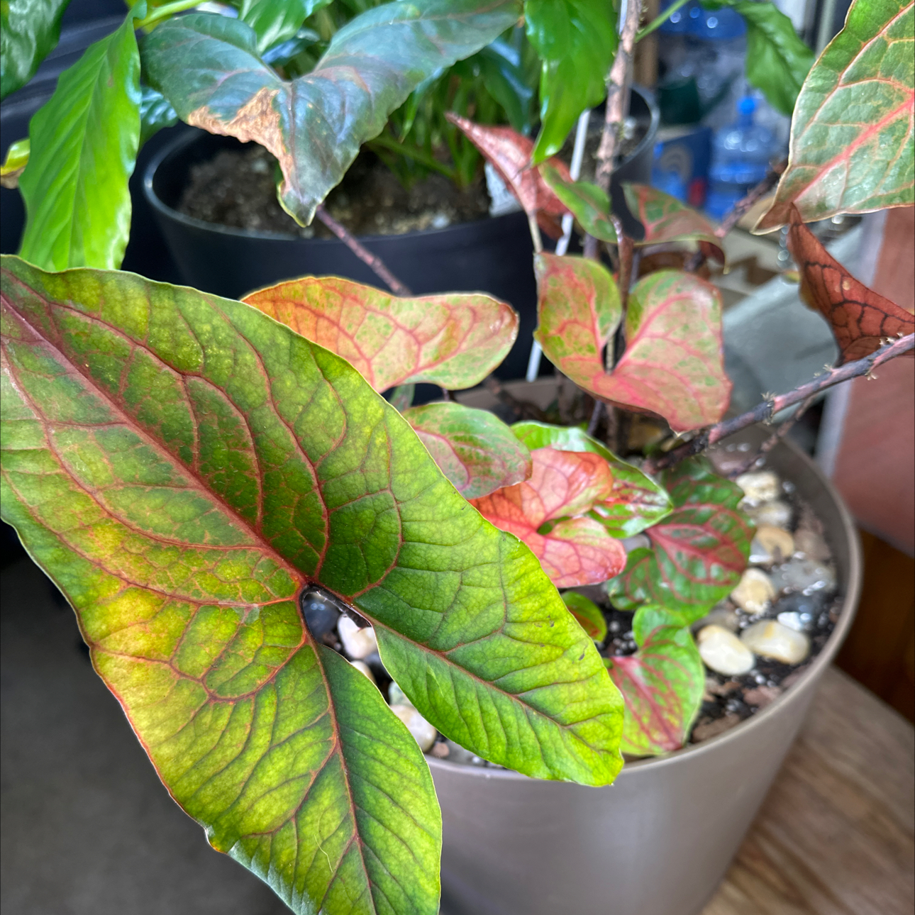 Photo of the plant species Singha Mora by @FitSuriana85 named Oopsie-my pond plant & clementine on Greg, the plant care app