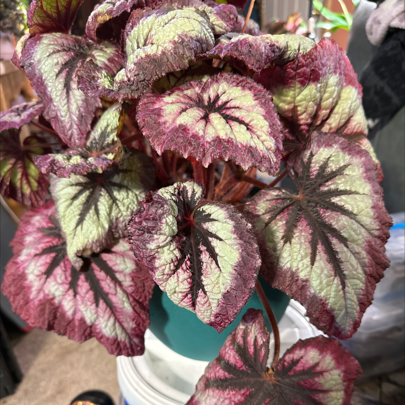 Photo of the plant species Harmony's Fire Woman Begonia by @FitSuriana85 named Mary on Greg, the plant care app