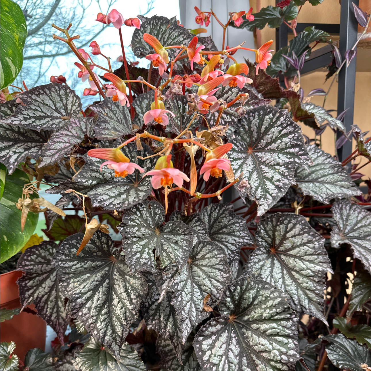Photo of the plant species Begonia 'Summer Storm' by @FitSuriana85 named Freckles on Greg, the plant care app