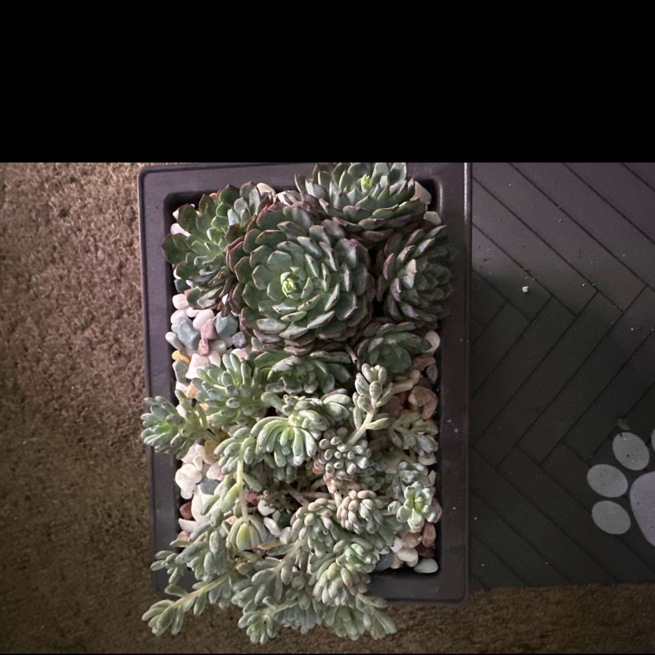 Photo of the plant species Bluebean by @FitSuriana85 named Cannon Beach on Greg, the plant care app