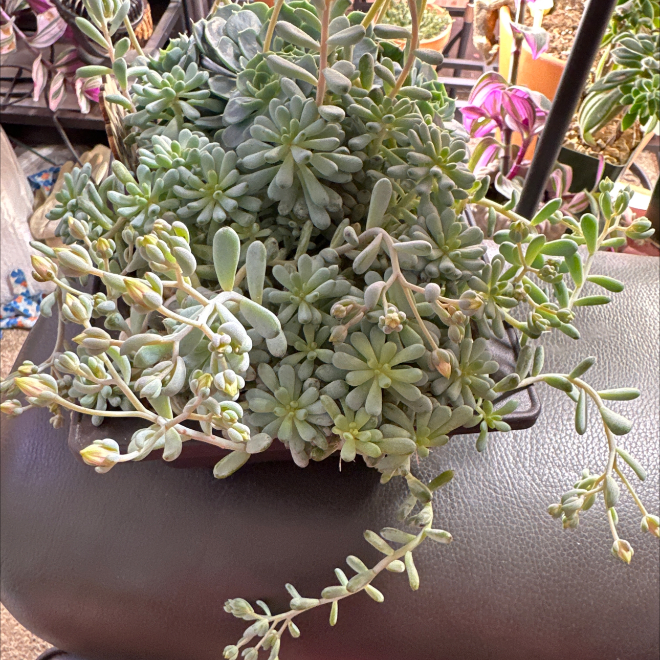 Photo of the plant species Echeveria Chrissy n Ryan by @FitSuriana85 named Cannon Beach on Greg, the plant care app