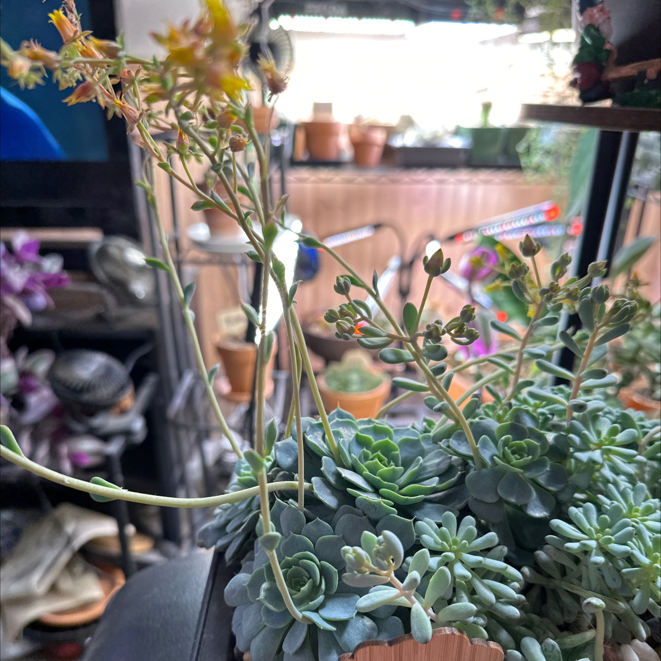 Photo of the plant species Echeveria Minima by @FitSuriana85 named Cannon Beach on Greg, the plant care app