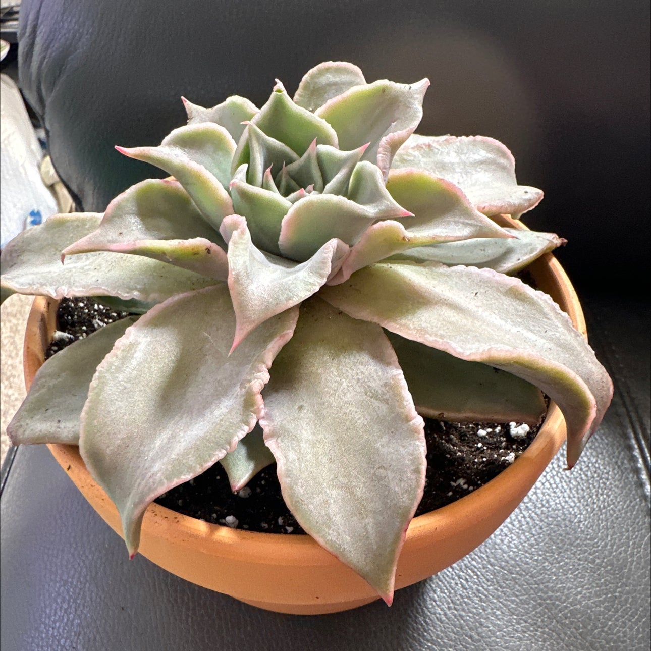 Photo of the plant species Echeveria 'Madiba' by @FitSuriana85 named Deception Pass on Greg, the plant care app