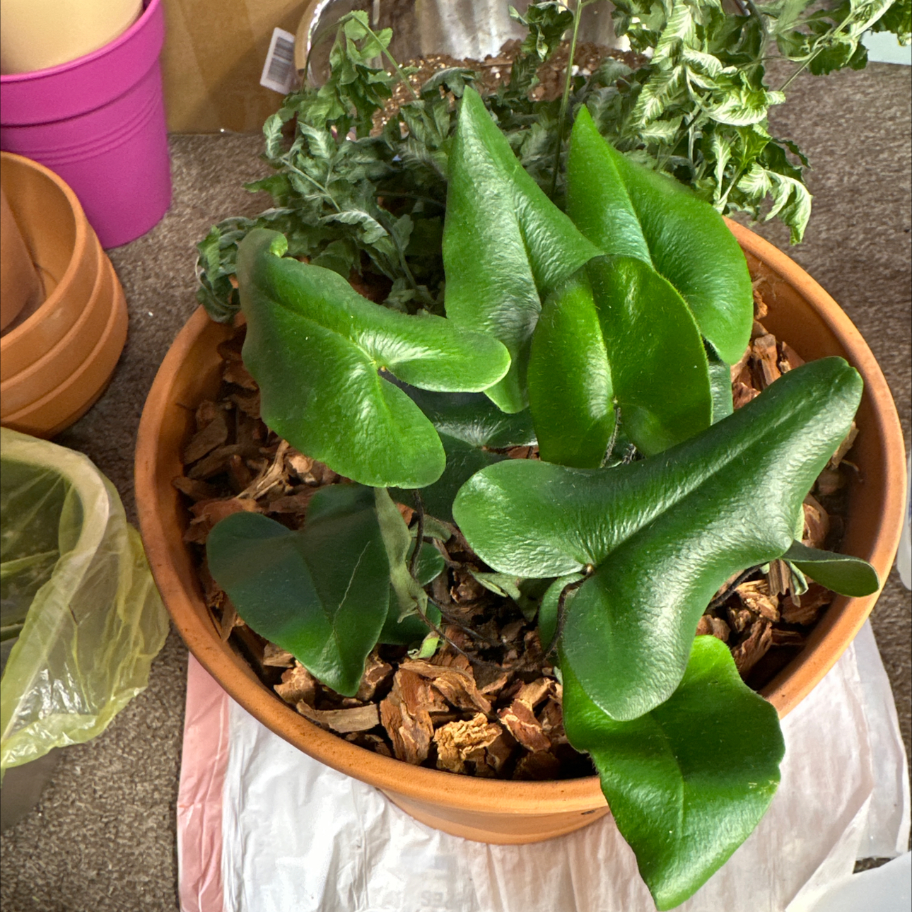 Photo of the plant species Fern Heart by @FitSuriana85 named Oscar on Greg, the plant care app